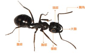 螞蟻代表什麼 凱幾劃